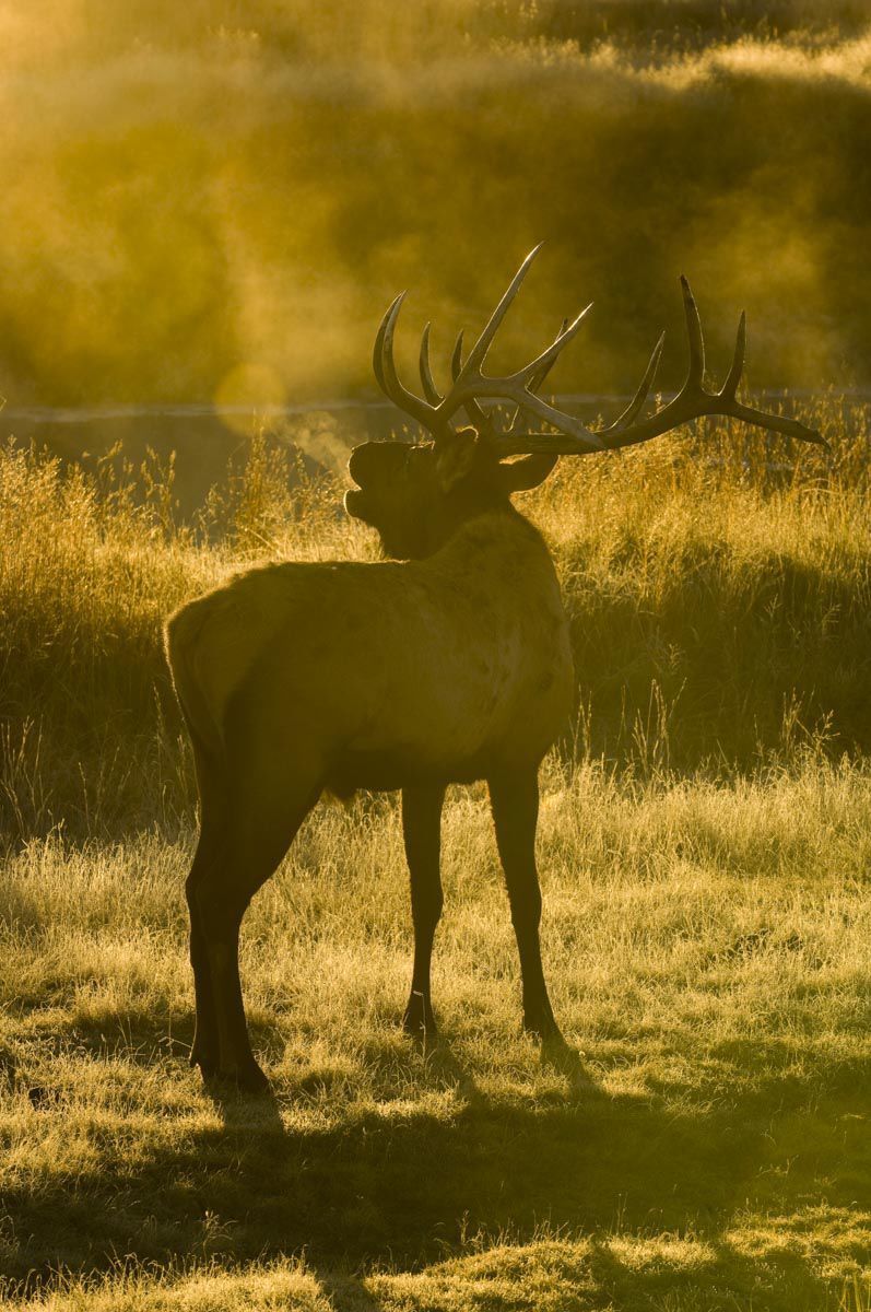 Elk